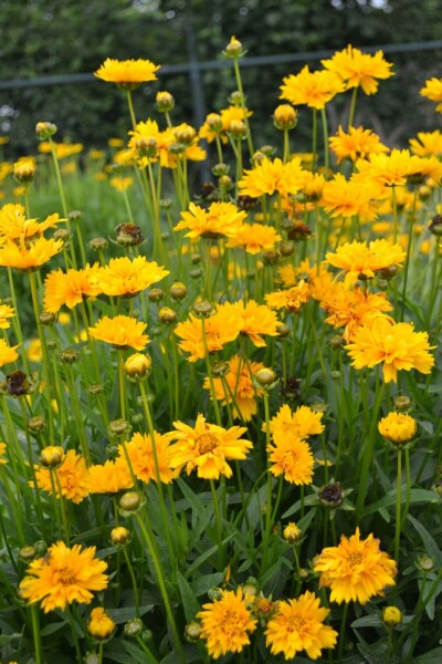 Coréopside à grandes fleurs Coreopsis grandiflora 'Early Sunrise' 5-10 Pot 9x9 cm (P9) Coreopsis grandiflora 'Early Sunrise'