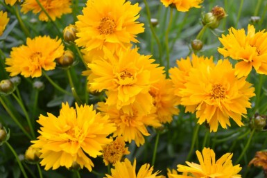 Coréopside à grandes fleurs Coreopsis grandiflora 'Early Sunrise' 5-10 Pot 9x9 cm (P9) Coreopsis grandiflora 'Early Sunrise'