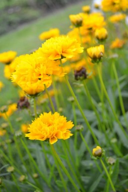Coréopside à grandes fleurs Coreopsis grandiflora 'Early Sunrise' 5-10 Pot 9x9 cm (P9) Coreopsis grandiflora 'Early Sunrise'