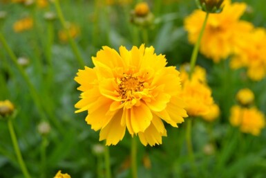 Coréopside à grandes fleurs Coreopsis grandiflora 'Early Sunrise' 5-10 Pot 9x9 cm (P9) Coreopsis grandiflora 'Early Sunrise'