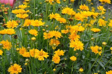 Coréopside à grandes fleurs Coreopsis grandiflora 'Early Sunrise' 5-10 Pot 9x9 cm (P9) Coreopsis grandiflora 'Early Sunrise'