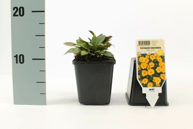 Coréopsis lancéolé Coreopsis lanceolata 'Baby Gold' 5-10 Pot 9x9 cm (P9)