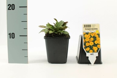 Coréopsis lancéolé Coreopsis lanceolata 'Baby Gold' 5-10 Pot 9x9 cm (P9) Coreopsis lanceolata 'Baby Gold'