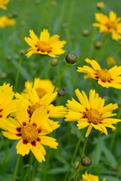 Coréopsis lancéolé Coreopsis lanceolata 'Sterntaler' 5-10 Pot 9x9 cm (P9) Coreopsis lanceolata 'Sterntaler'