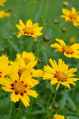 Coréopsis lancéolé Coreopsis lanceolata 'Sterntaler' 5-10 Pot 9x9 cm (P9) Coreopsis lanceolata 'Sterntaler'