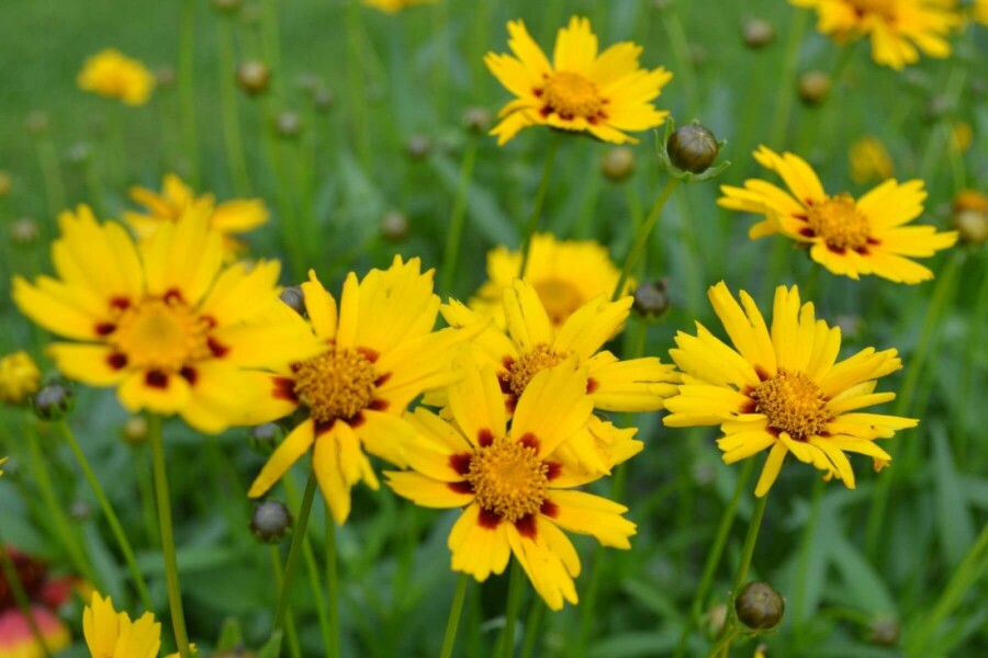 Coréopsis lancéolé Coreopsis lanceolata 'Sterntaler' 5-10 Pot 9x9 cm (P9) Coreopsis lanceolata 'Sterntaler'