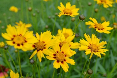 Coréopsis lancéolé Coreopsis lanceolata 'Sterntaler' 5-10 Pot 9x9 cm (P9) Coreopsis lanceolata 'Sterntaler'