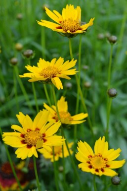 Coréopsis lancéolé Coreopsis lanceolata 'Sterntaler' 5-10 Pot 9x9 cm (P9) Coreopsis lanceolata 'Sterntaler'