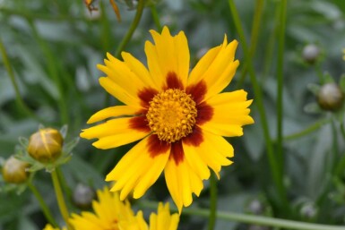 Coréopsis lancéolé Coreopsis lanceolata 'Sterntaler' 5-10 Pot 9x9 cm (P9) Coreopsis lanceolata 'Sterntaler'
