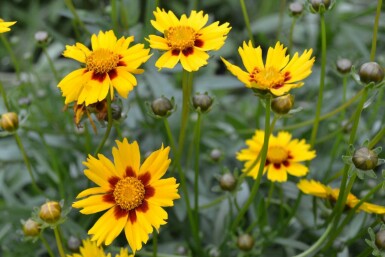 Coréopsis lancéolé Coreopsis lanceolata 'Sterntaler' 5-10 Pot 9x9 cm (P9) Coreopsis lanceolata 'Sterntaler'