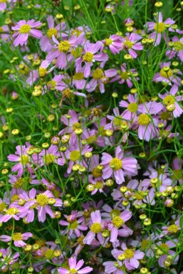 Coréopsis rose Coreopsis rosea 'American Dream' 5-10 Pot 9x9 cm (P9) Coreopsis rosea 'American Dream'