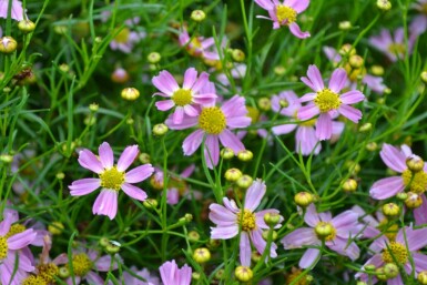 Coréopsis rose Coreopsis rosea 'American Dream' 5-10 Pot 9x9 cm (P9) Coreopsis rosea 'American Dream'