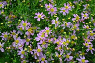 Coréopsis rose Coreopsis rosea 'American Dream' 5-10 Pot 9x9 cm (P9)