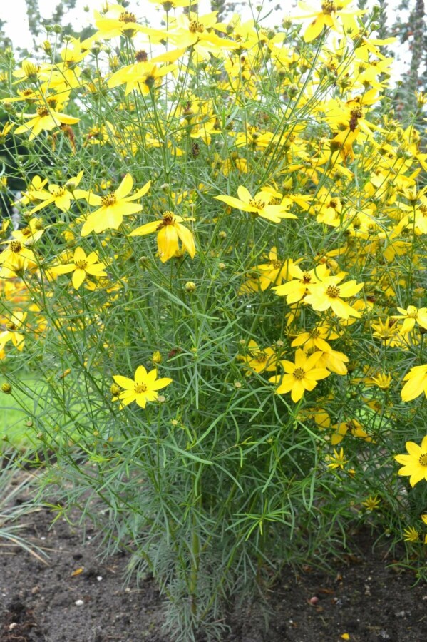Coréopside verticillée Coreopsis verticillata 5-10 Pot 9x9 cm (P9) Coreopsis verticillata