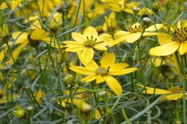 Coréopside verticillée Coreopsis verticillata 5-10 Pot 9x9 cm (P9)