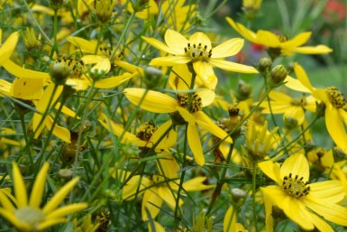 Coréopside verticillée Coreopsis verticillata 5-10 Pot 9x9 cm (P9)