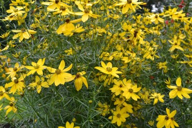 Coréopside verticillée Coreopsis verticillata 5-10 Pot 9x9 cm (P9)