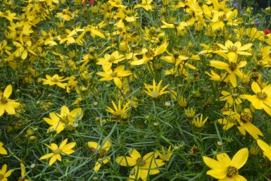 Coréopside verticillée Coreopsis verticillata 5-10 Pot 9x9 cm (P9)