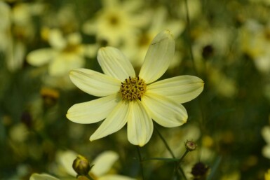 Coréopside verticillée Coreopsis verticillata 'Moonbeam' 5-10 Pot 9x9 cm (P9)