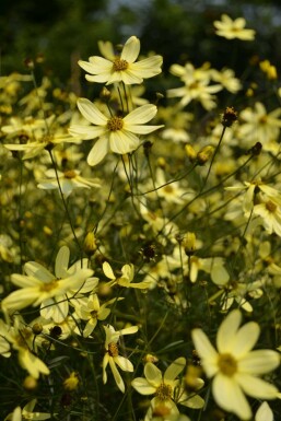 Coréopside verticillée Coreopsis verticillata 'Moonbeam' 5-10 Pot 9x9 cm (P9)