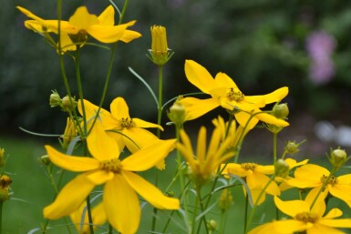 Coréopside verticillée Coreopsis verticillata 'Zagreb' 5-10 Pot 9x9 cm (P9)