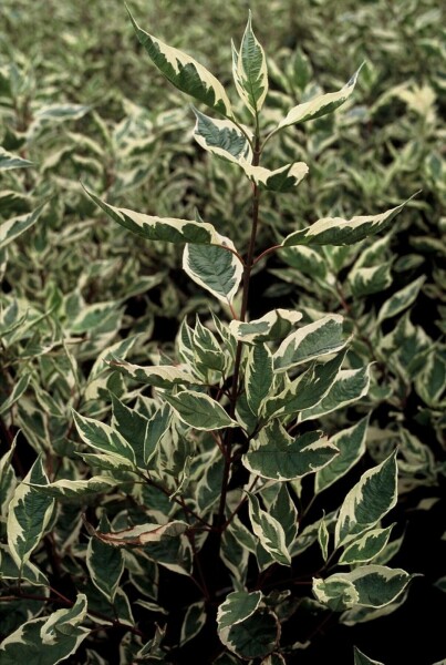 Cornus alba 'Elegantissima' C3 40-50