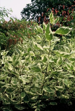 Cornus alba 'Elegantissima' C3 40-50