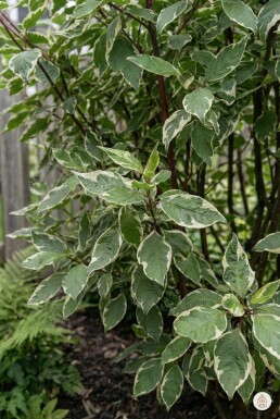 Cornus alba 'Sibirica Variegata' arbuste 60-80 cm