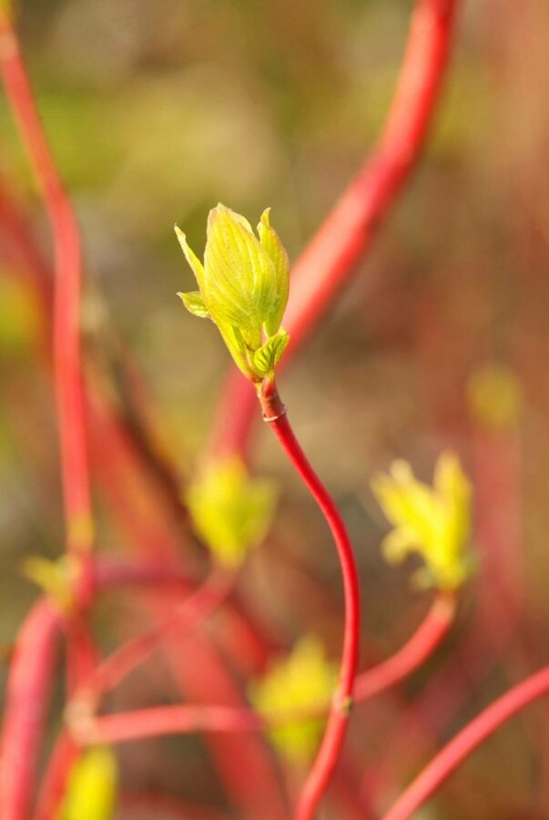 Cornouiller blanc Cornus alba 'Sibirica' Arbuste 100-125 Pot 12 l (C12) Cornus alba 'Sibirica' arbuste 100-125 cm