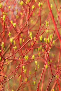 Cornouiller blanc Cornus alba 'Sibirica' Arbuste 40-50 Pot 3 l (C3)