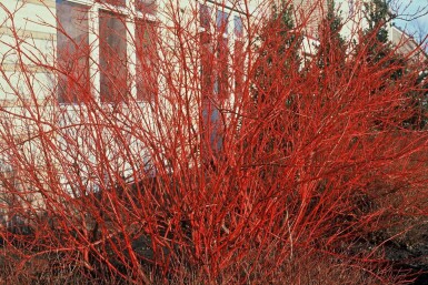 Cornouiller blanc Cornus alba 'Sibirica' Arbuste 40-50 Pot 3 l (C3)