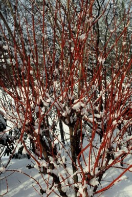 Cornouiller blanc Cornus alba 'Sibirica' Arbuste 40-50 Pot 3 l (C3)