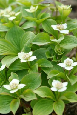 Cornouiller du Canada Cornus canadensis 5-10 Pot 9x9 cm (P9) Cornus canadensis P9 5-10