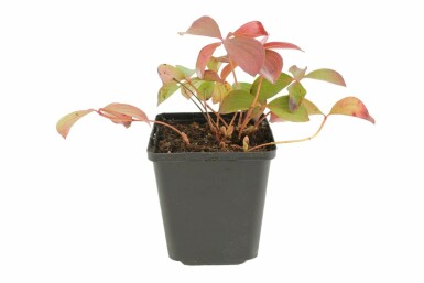 Cornouiller du Canada Cornus canadensis 5-10 Pot 9x9 cm (P9) Cornus canadensis P9 5-10