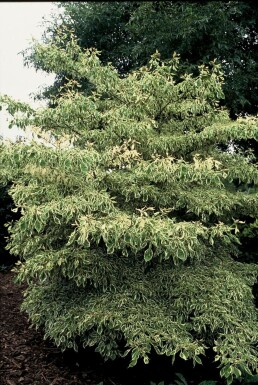 Cornus controversa 'Variegata' C12 60-80