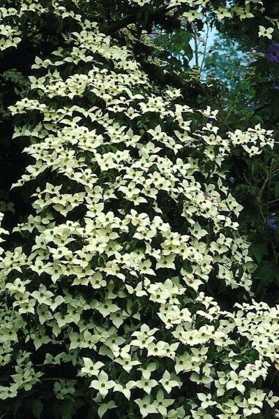 Cornouiller Kousa Cornus kousa Arbuste 60-80 Pot 12 l (C12) Cornus kousa arbuste 60-80 cm