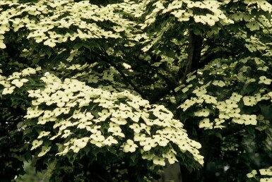 Cornouiller Kousa Cornus kousa Arbuste 40-50 Pot 3 l (C3) Cornus kousa arbuste 40-50 cm