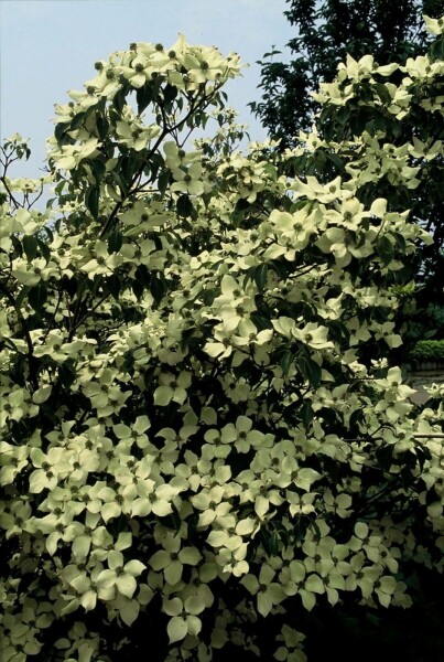 Cornouiller Kousa Cornus kousa 'China Girl' Arbuste 100-125 Pot 12 l (C12) Cornus kousa 'China Girl' arbuste 100-125 cm
