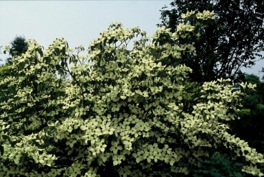 Cornouiller Kousa Cornus kousa 'China Girl' Arbuste 30-40 Pot 2 l (C2)