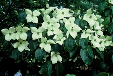 Cornouiller Kousa Cornus kousa 'China Girl' Arbuste 30-40 Pot 2 l (C2)