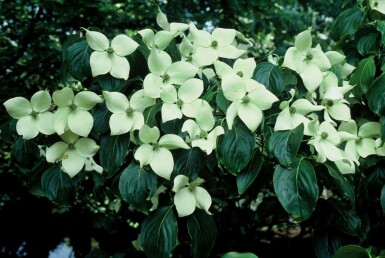 Cornouiller Kousa Cornus kousa 'China Girl' Arbuste 30-40 Pot 2 l (C2) Cornus kousa 'China Girl' arbuste 30-40 cm