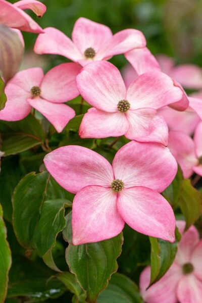 Cornus kousa 'Satomi' C12 100-125