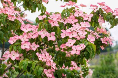 Cornus kousa 'Satomi' C12 100-125