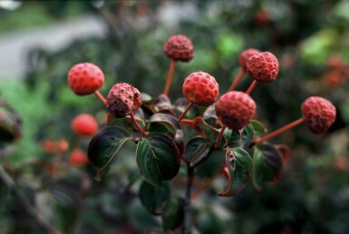 Cornus kousa 'Satomi' C12 100-125