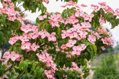 Cornouiller Kousa Cornus kousa 'Satomi' Arbuste 30-40 Pot 2 l (C2)