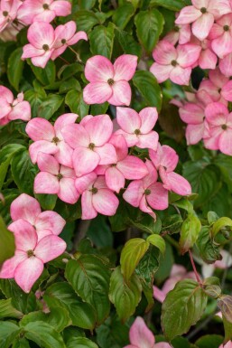 Cornouiller Kousa Cornus kousa 'Satomi' Arbuste 30-40 Pot 2 l (C2)