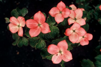 Cornouiller Kousa Cornus kousa 'Satomi' Arbuste 30-40 Pot 2 l (C2)