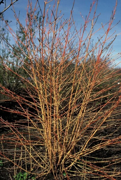 Cornouiller sanguin Cornus sanguinea 'Midwinter Fire' Arbuste 100-125 Pot 12 l (C12) Cornus sanguinea 'Midwinter Fire' arbuste 100-125 cm