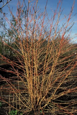 Cornouiller sanguin Cornus sanguinea 'Midwinter Fire' Arbuste 20-30 Pot 2 l (C2)