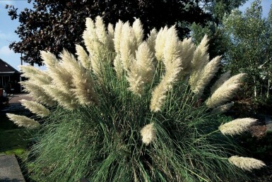 Herbe de la Pampa Cortaderia selloana 'Pumila' 5-10 Pot 9x9 cm (P9)